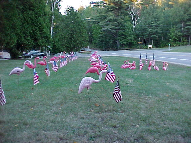 Patriotic flamingos