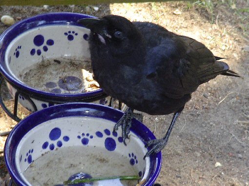 Frank the Crow